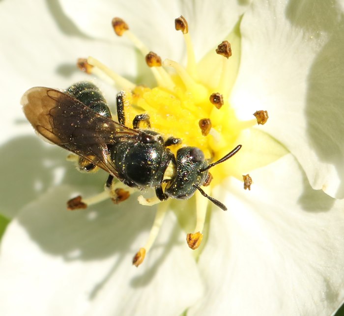 Ceratina cyanea, Cyanmärgbi. jpeg