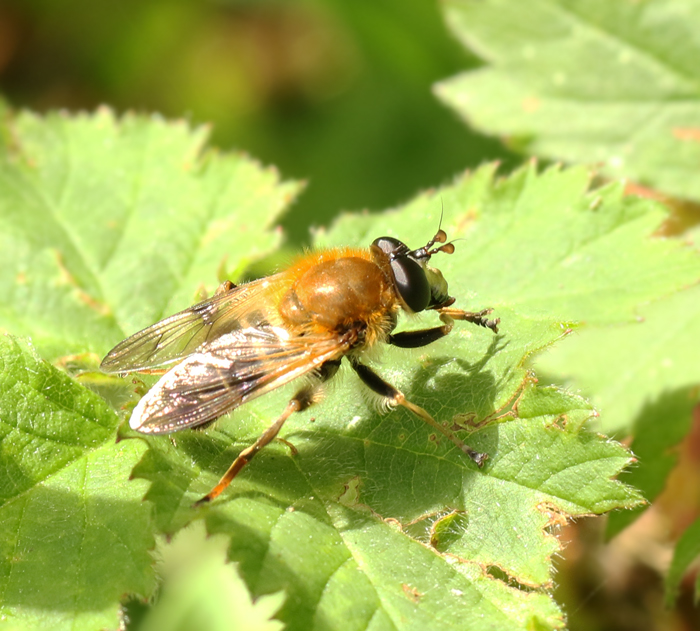 Criorhina asilica Hallonblomfluga.jpg