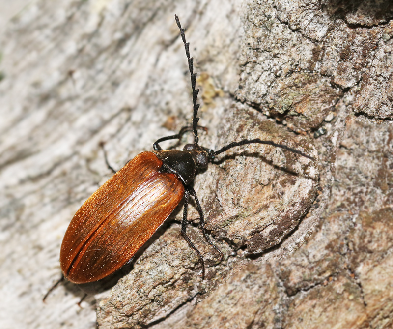  Pseudocistela ceramboides.jpg