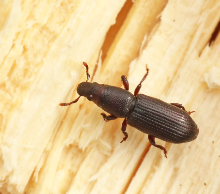 Rhyncolus ater.jpg