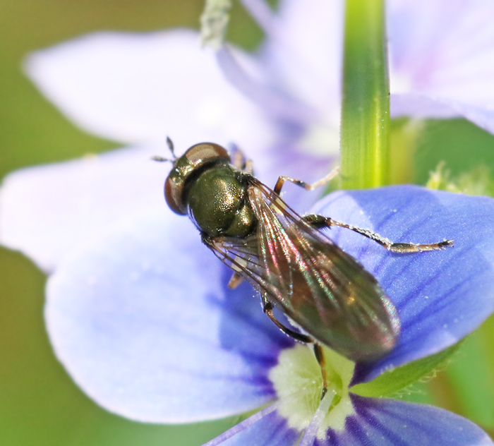 Orthonevra stackelbergi Ängsglansblomfluga.jpg
