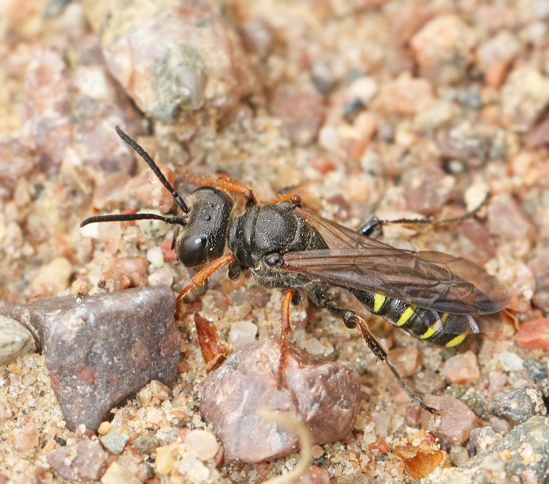 Cerceris arenaria.jpg