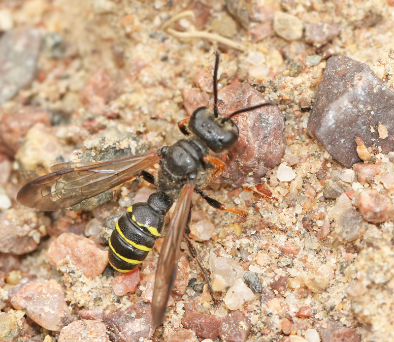 Cerceris arenaria.jpg
