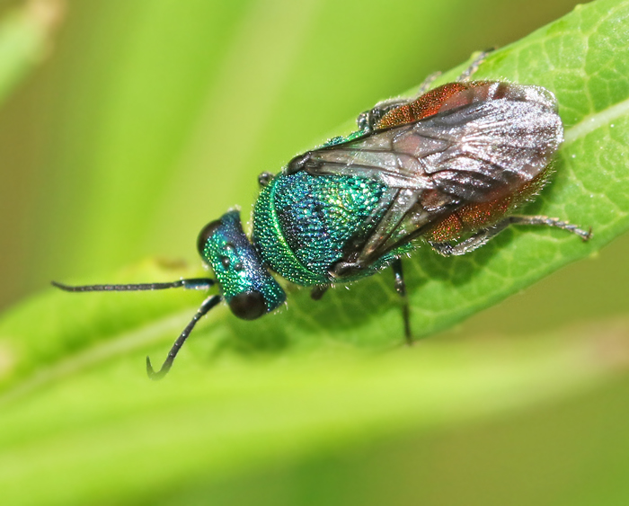 Holopyga generosa.jpg