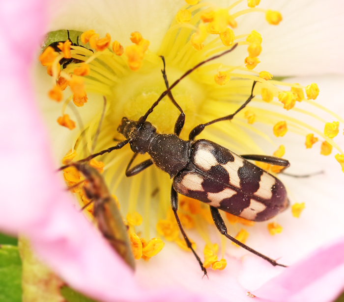  Judolia sexmaculata Trebandad blombock.jpg