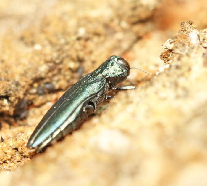 Agrilus sulcicollis Smal ekpraktbagge.jpg