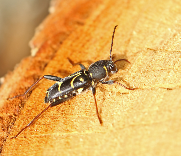  Xylotrechus antilope Ekgetingbock.jpg