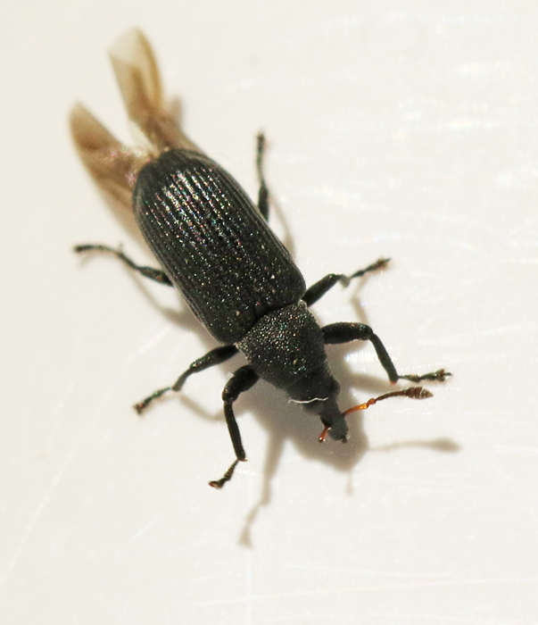 Magdalis barbicornis. Jpg