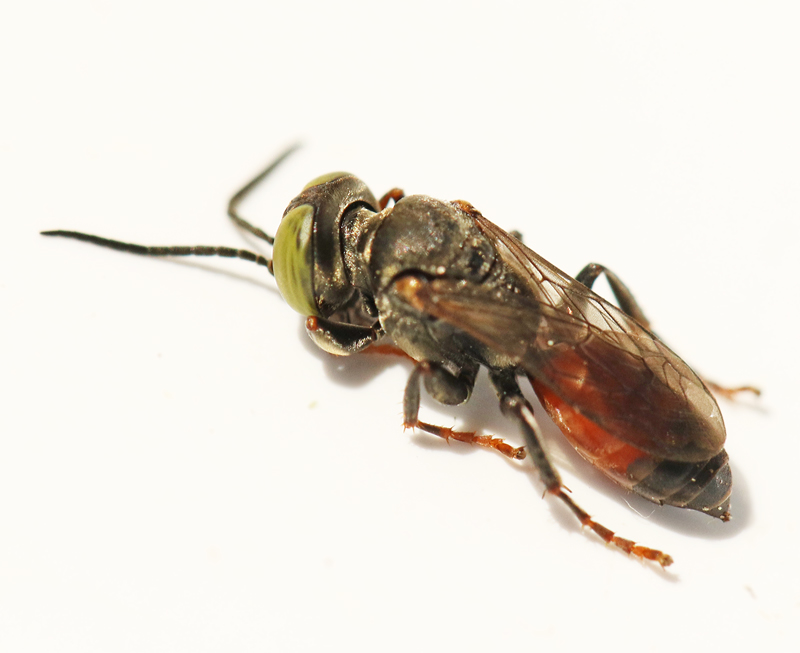 Tachysphex obscuripennis.jpg