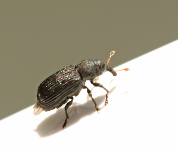 Magdalis flavicornis.jpg