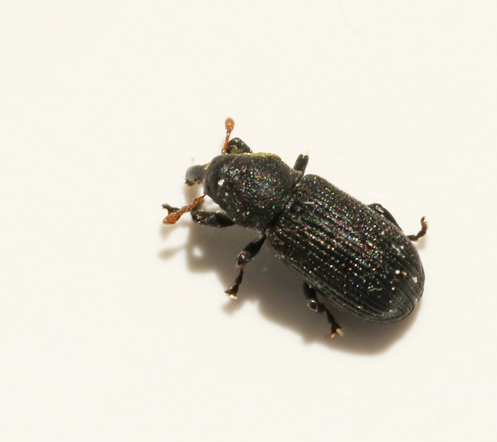  Magdalis flavicornis.jpg