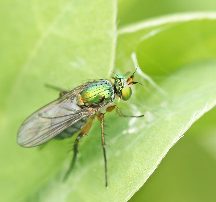  Poecilobothrus chrysozygos.jpg