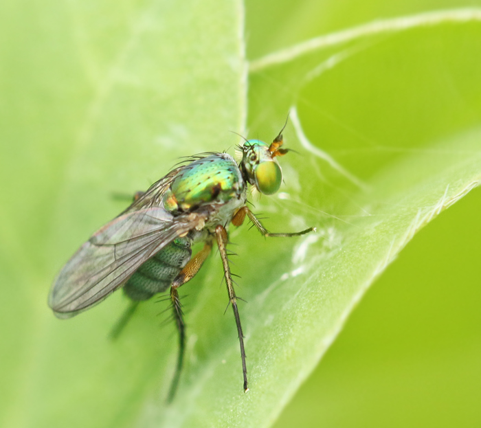  Poecilobothrus chrysozygos.jpg