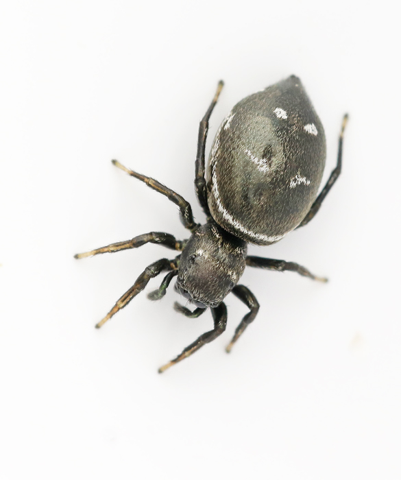 Smaragdhoppspindel, Heliophanus dubius .jpg