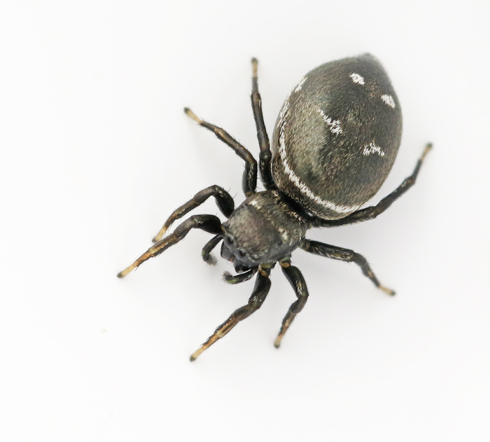 Smaragdhoppspindel, Heliophanus dubius .jpg
