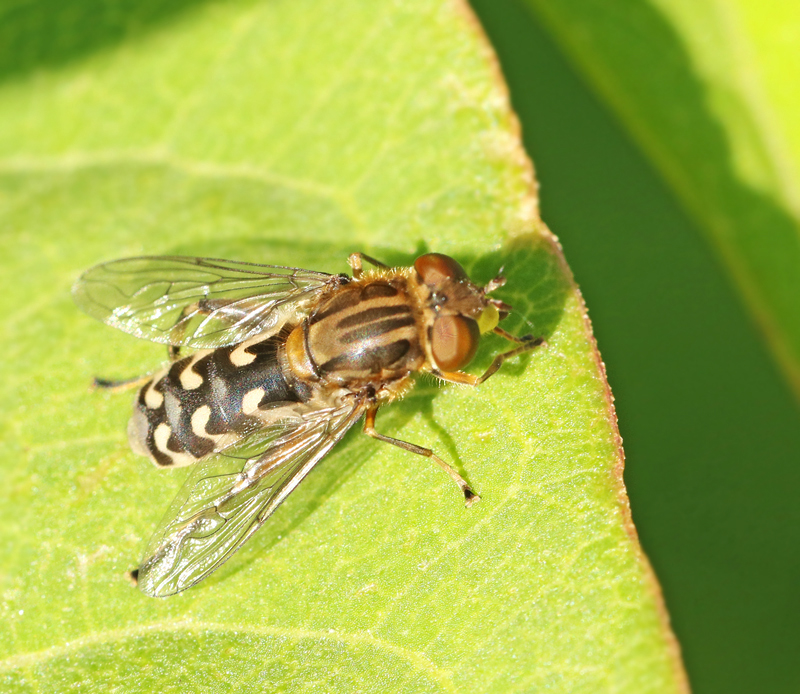  Anasimyia contracta Midjedammblomfluga.jpg