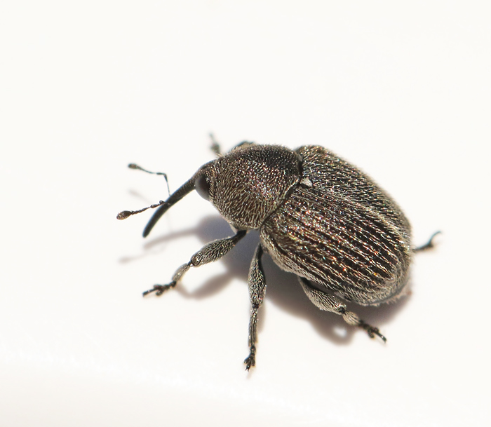 Miarus campanulae.jpg