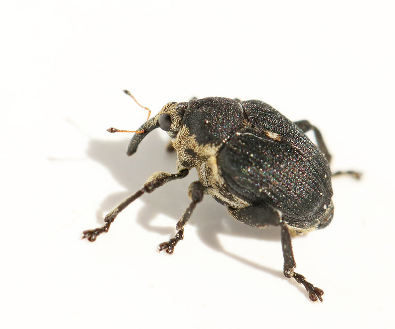 Mononychus punctumalbum..jpg