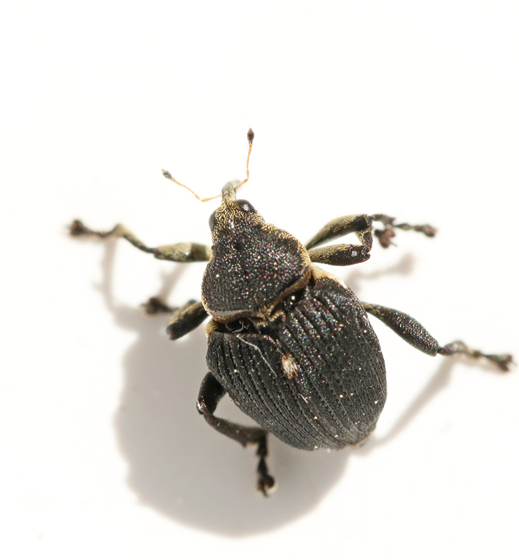 Mononychus punctumalbum.jpg