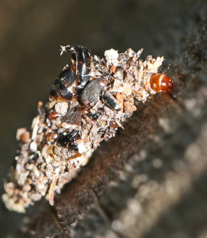 Psychidae, Sckspinnare, Bagworms