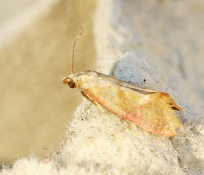 0O9A3490 Cochylis flaviciliana Röd väddblomvecklare.jpg