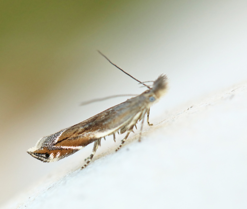 Platytes alpinella Sandmott.jpg