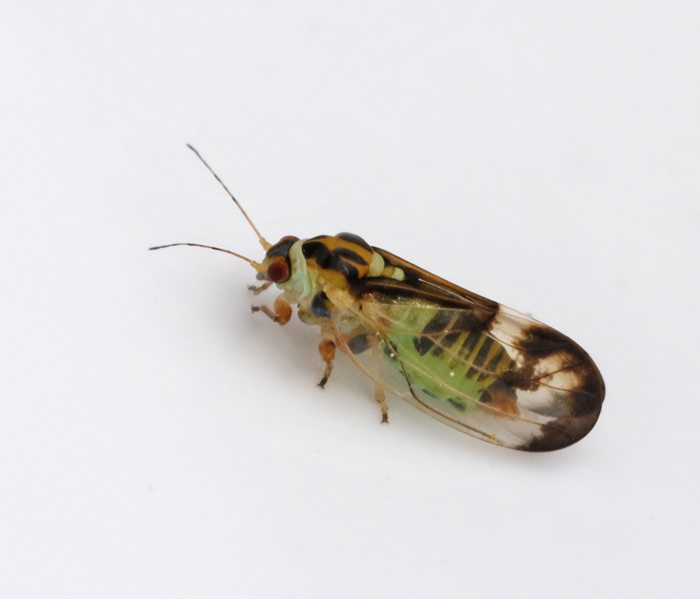  Psyllopsis fraxini Askbladloppa.jpg