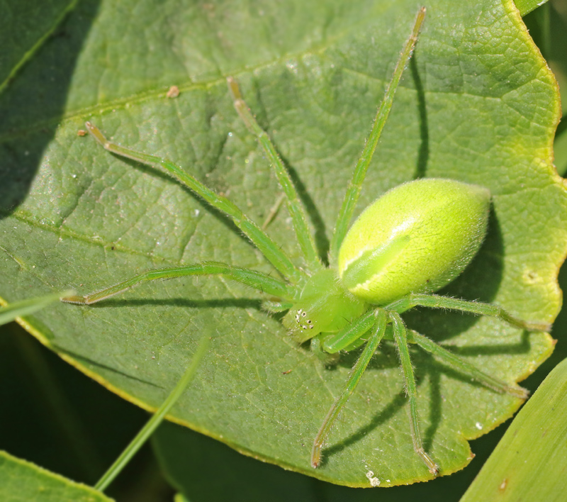  Micrommata virescens.jpg