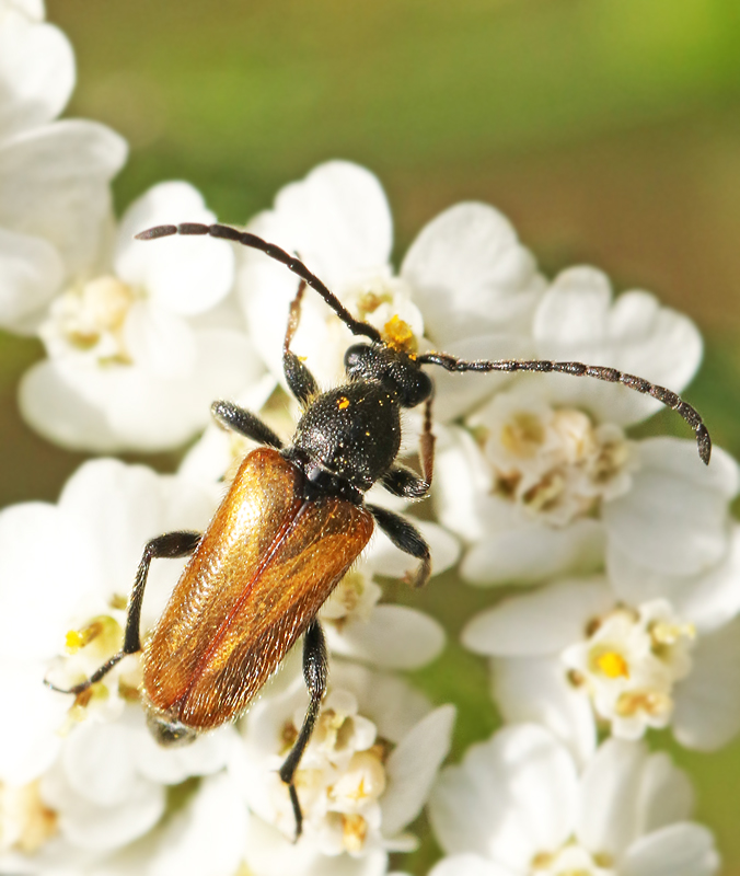  Pseudovadonia livida Sidenblombock.jpg