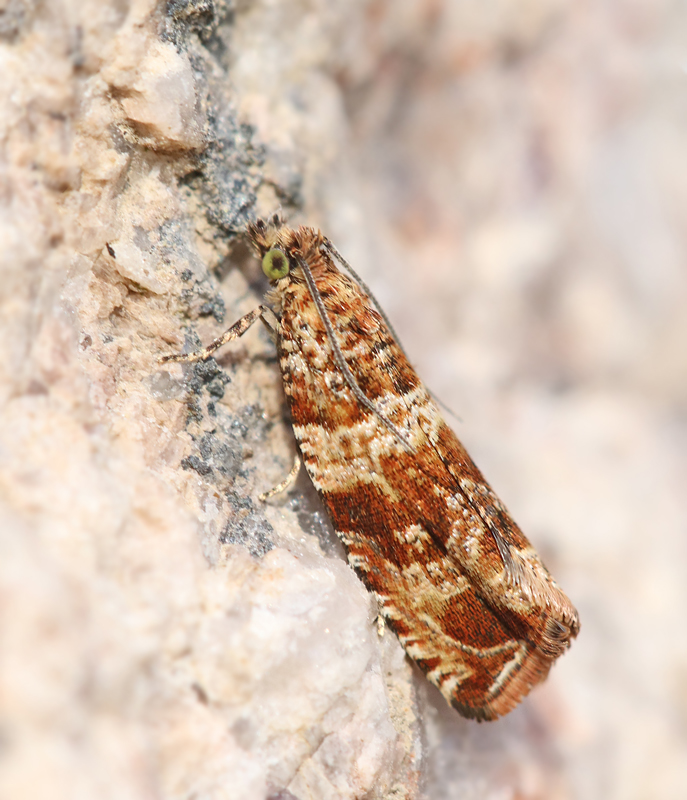 Celypha cespitana, Timjangrundvecklare.jpg