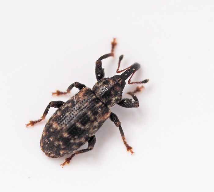 Dorytomus taeniatus.jpg