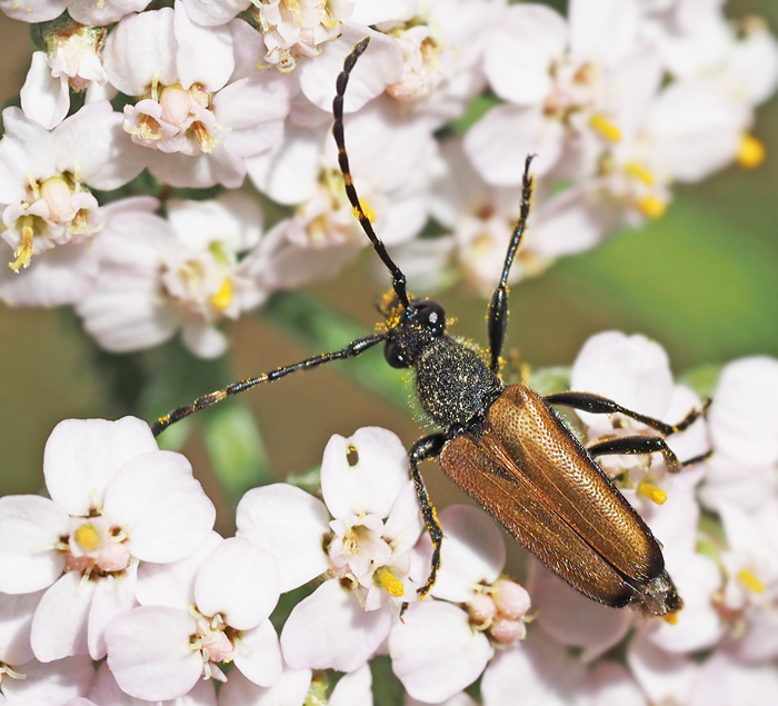  Stictoleptura maculicornis Flckhornad blombock.jpg