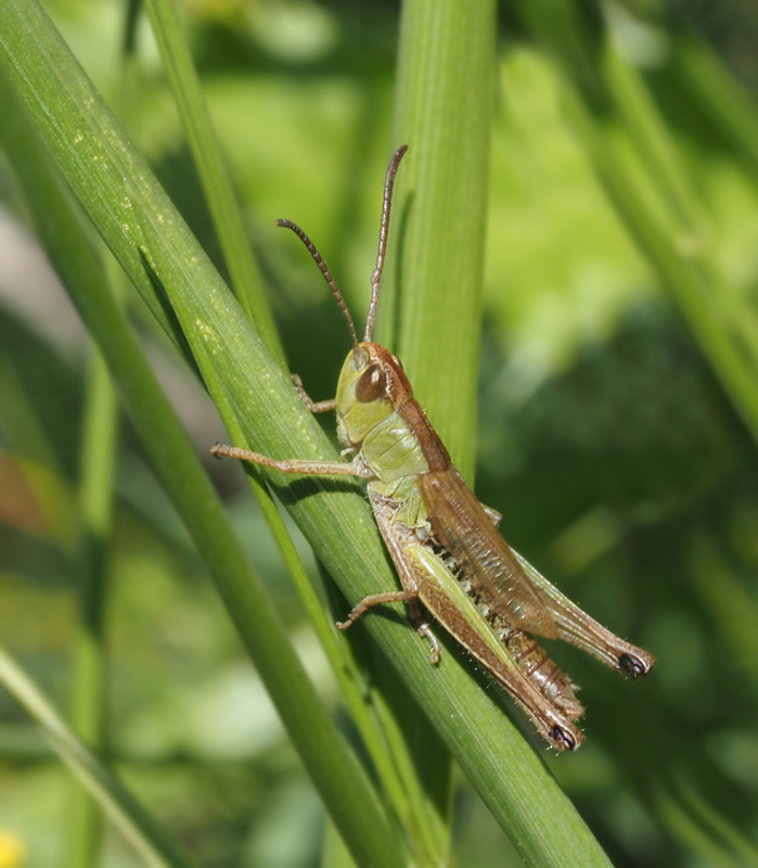 Chortippus parallelus Kortvingad gräshoppa.jpg