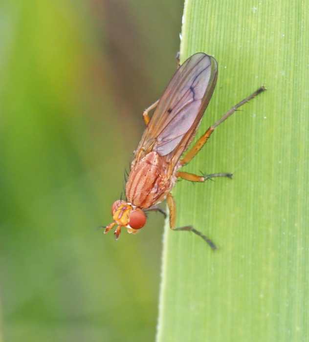  Tetanocera ferruginea.jpg