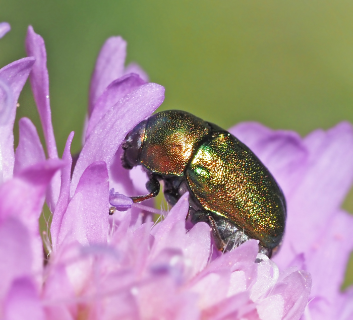  Cryptocephalus sericeus.jpg