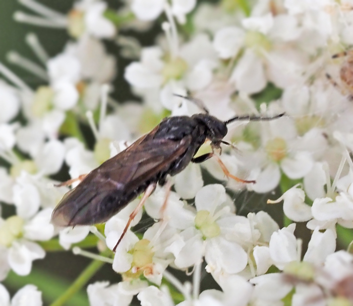 Cladius compressicornis.jpg