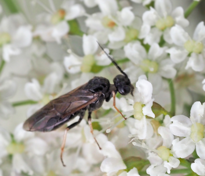 Cladius compressicornis.jpg