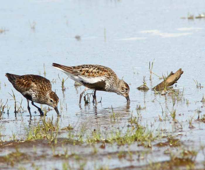 Dunlin, Krrsnppa,Calidris alpina