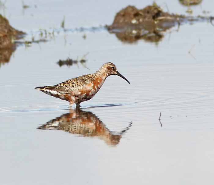 Curlew sandpiper, Spovsnäppa, Calidris ferruginea.jpg