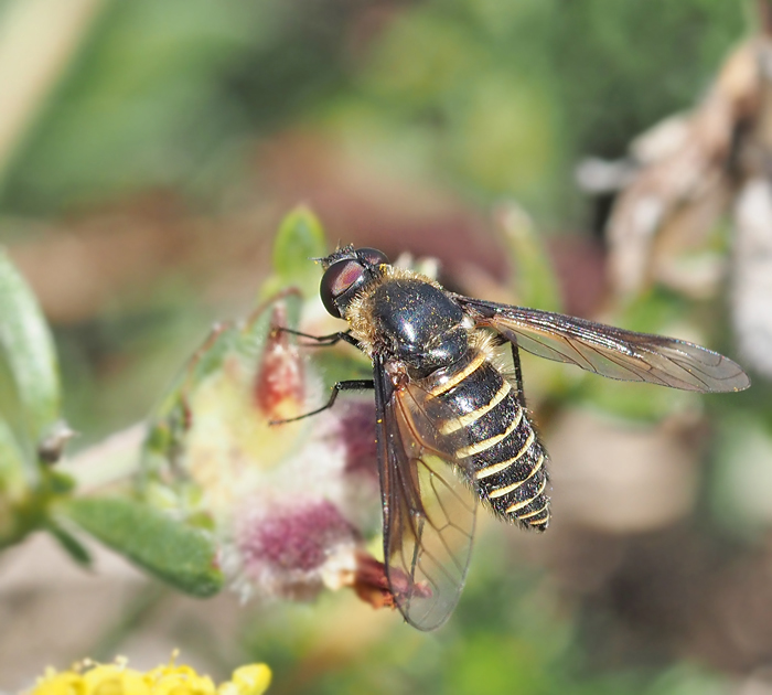  Lomatia lateralis lndsk svvfluga.jpg