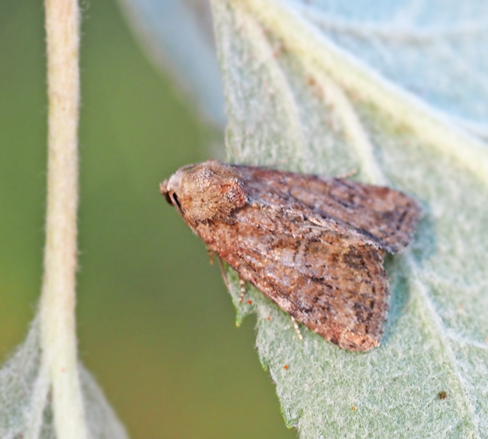 Oligia latruncula Rödskimrande ängsfly.jpg