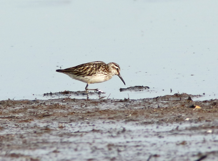 Broad-billed sandpiper, Myrsnäppa, Calidris falcinella. jpg