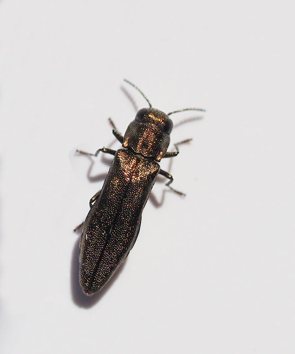 Hasselpraktbagge, Agrilus olivicolor.jpg