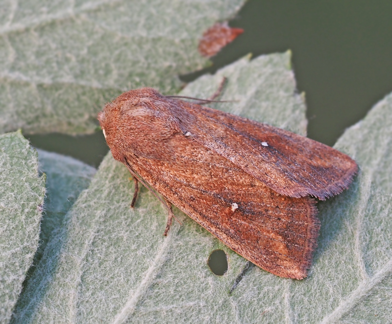 Mythimna albipuncta Vitpunktsgrsfly.jpg