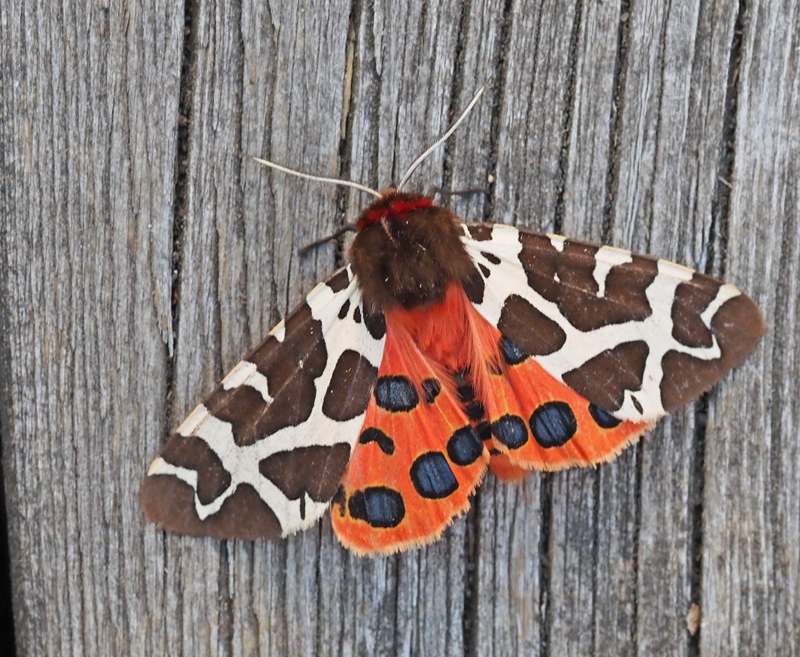 Tiger Moths, bjrnspinnare, Arctiidae
