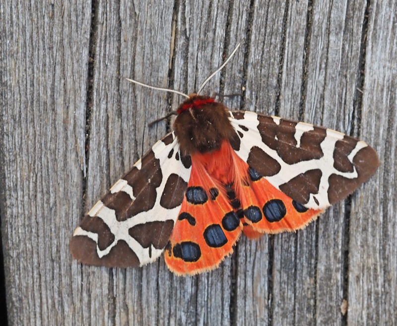 Swedish Tiger Moths