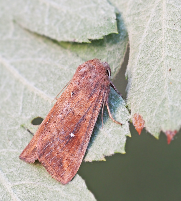 Mythimna albipuncta.jpg