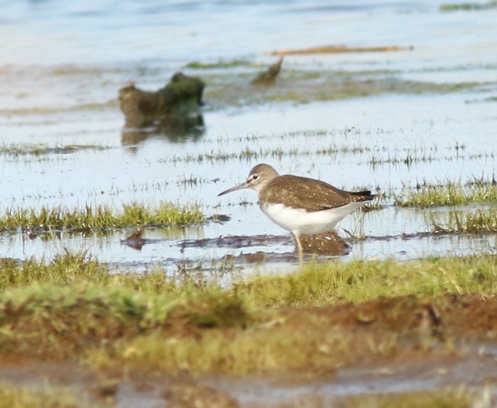 Skogssnäppa Tringa ochropus, Green sandpiper.jpg