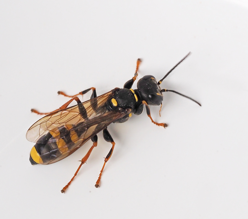 Mellinus arvensis.jpg