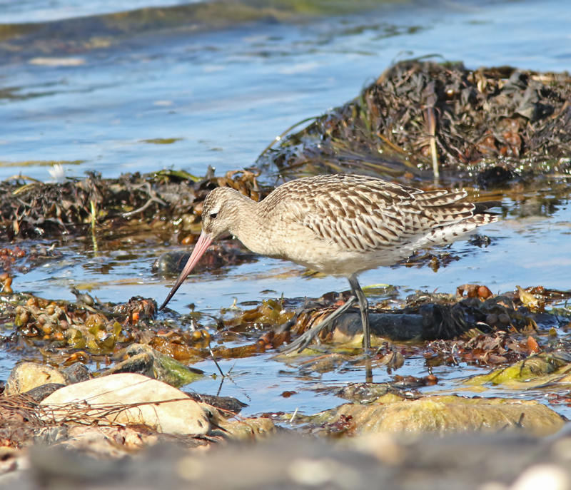 Myrspov Limosa lapponica..jpg